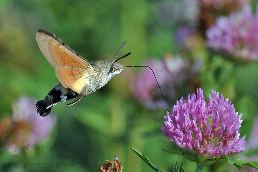 小豆长喙天蛾  Macroglossum stellatarum