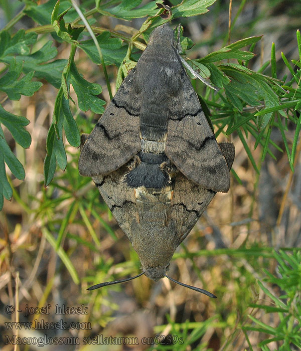 Macroglossum stellatarum