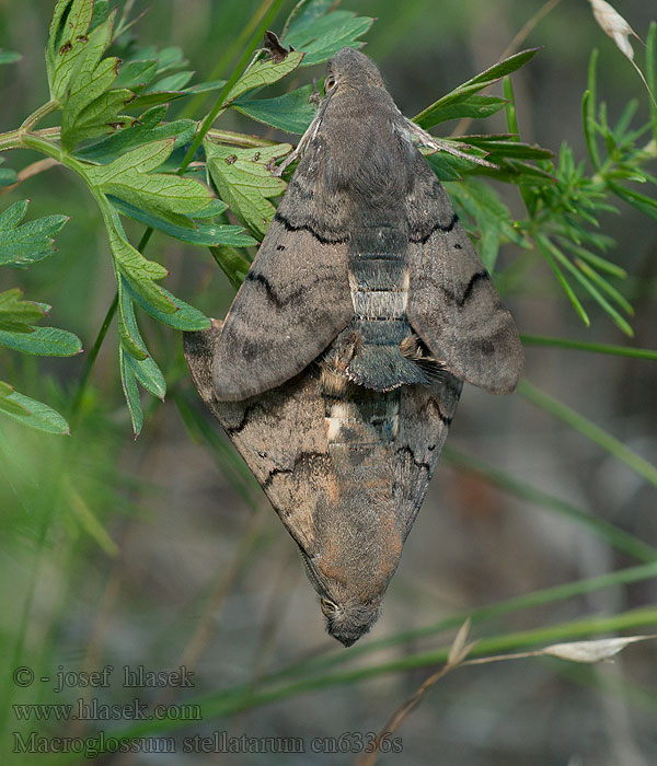 Dlouhozobka svízelová Macroglossum stellatarum