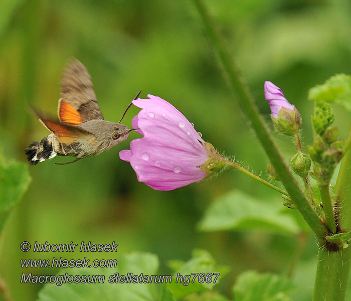 Macroglossum stellatarum