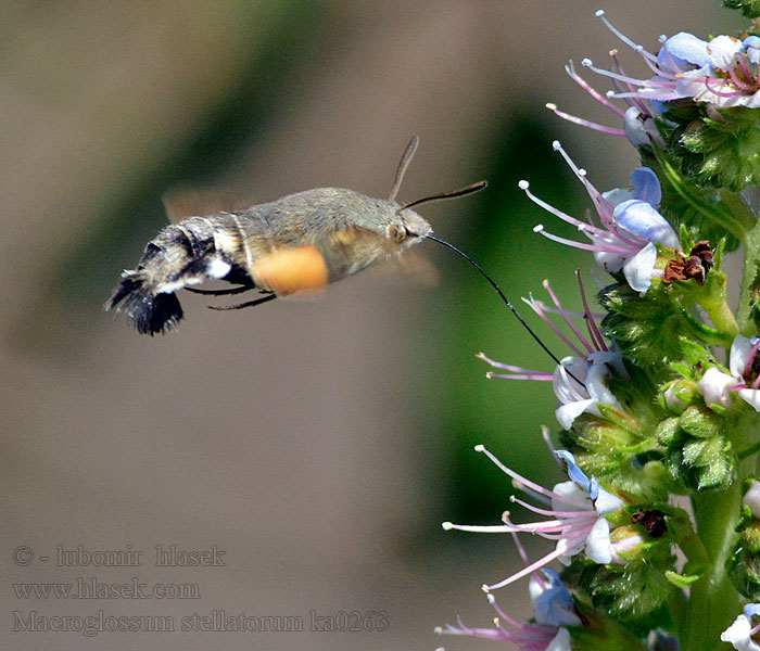 Языкан обыкновенный Cola Paloma Macroglossum stellatarum