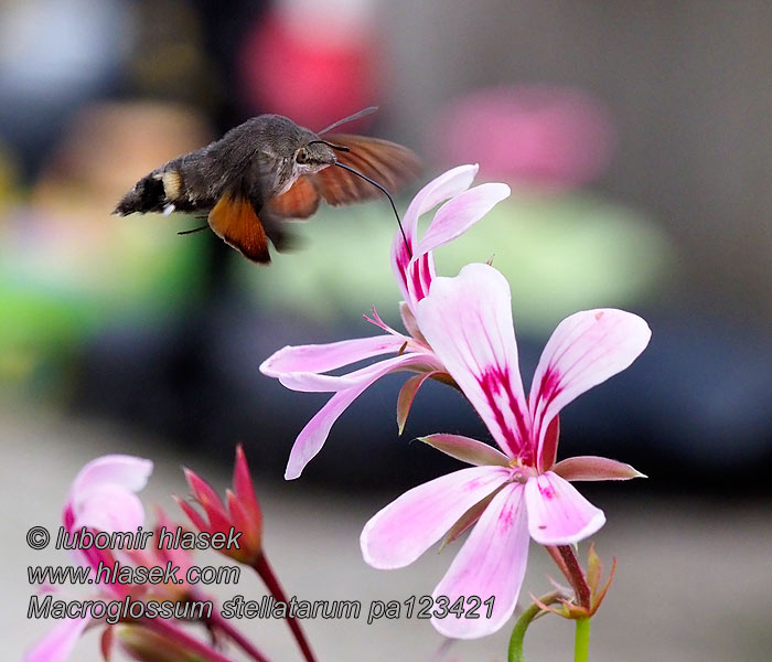 Macroglossum stellatarum