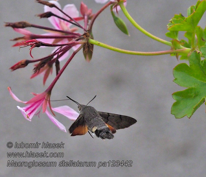 Macroglossum stellatarum