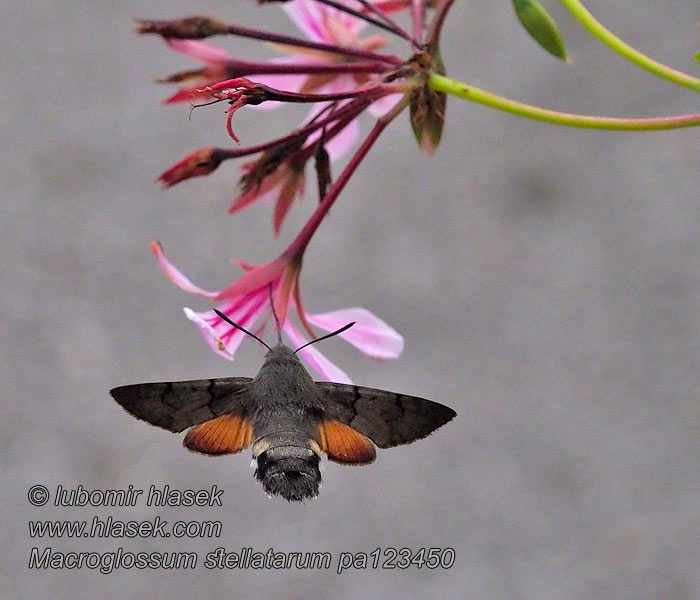 Macroglossum stellatarum