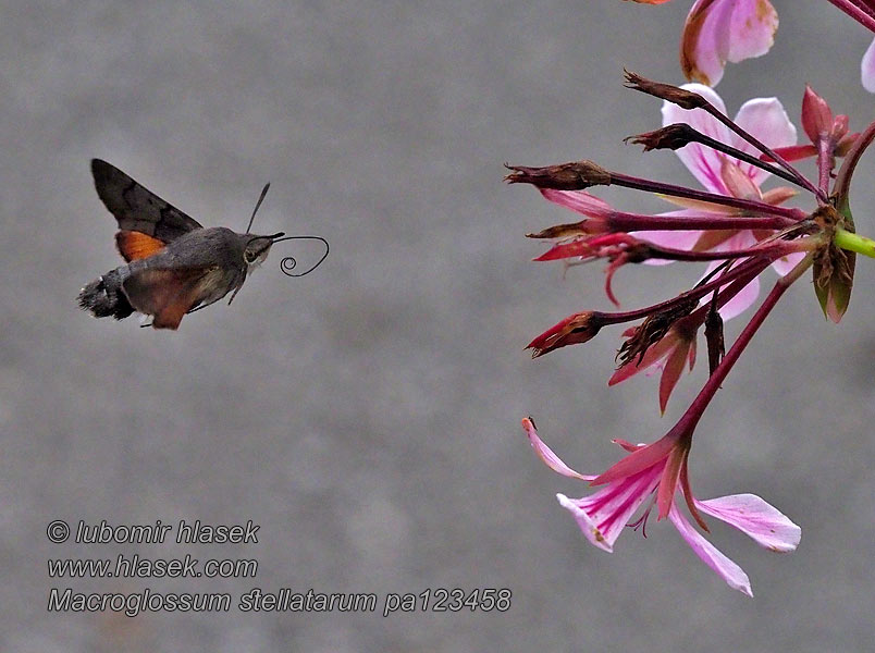 Macroglossum stellatarum