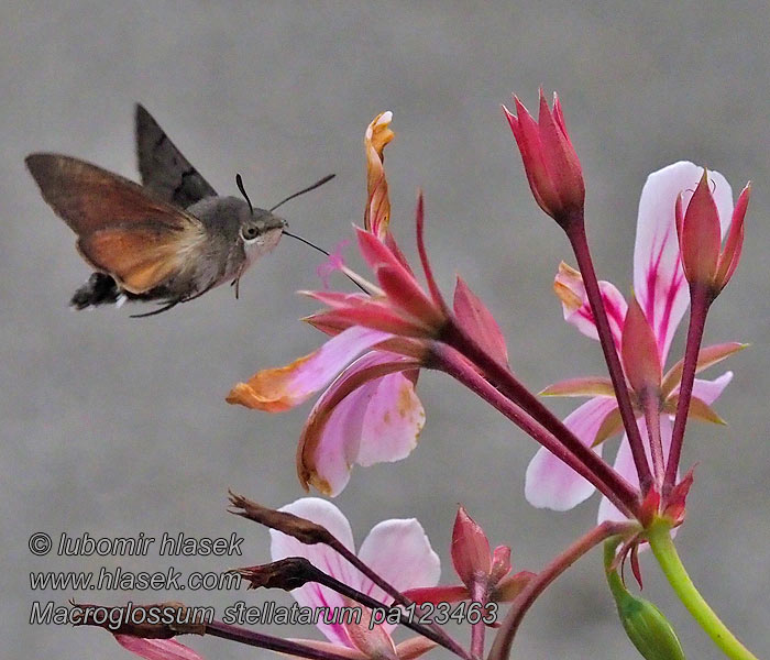 Macroglossum stellatarum