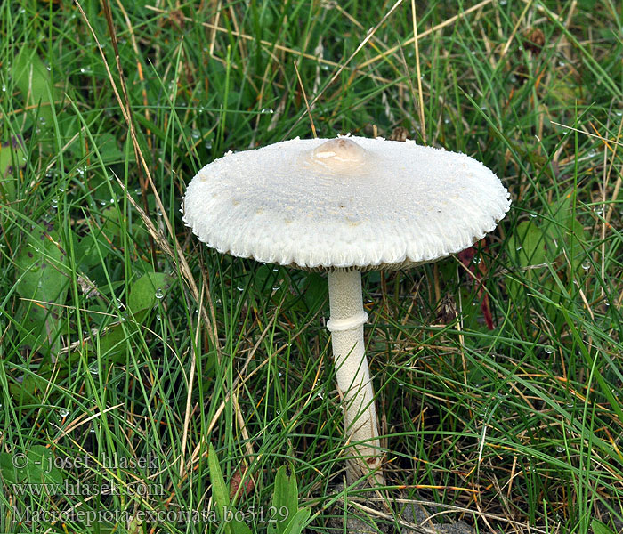 Macrolepiota excoriata Bedla odřená