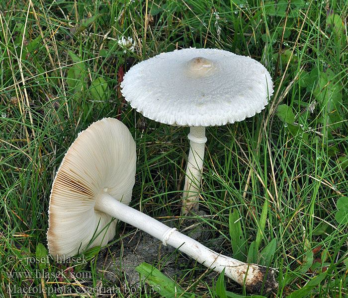 Macrolepiota excoriata Acker-Riesenschirmpilz