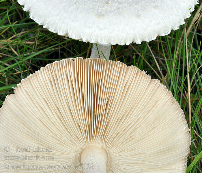 Macrolepiota excoriata Rafelige parasolzwam