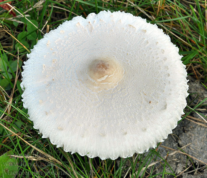 Macrolepiota excoriata Czubajka białotrzonowa