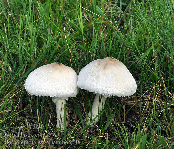 Macrolepiota excoriata Bedľa čipkovaná