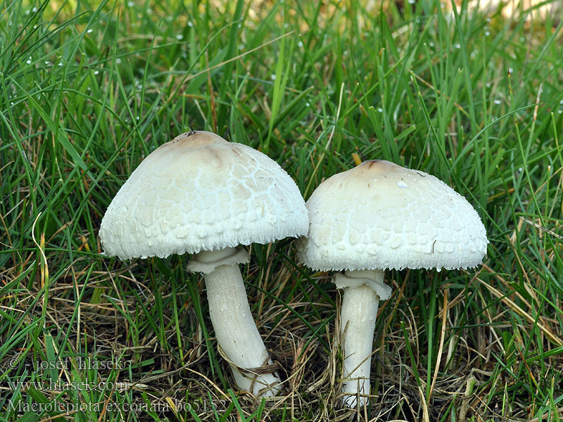 Macrolepiota excoriata Mark-Kæmpeparasolhat