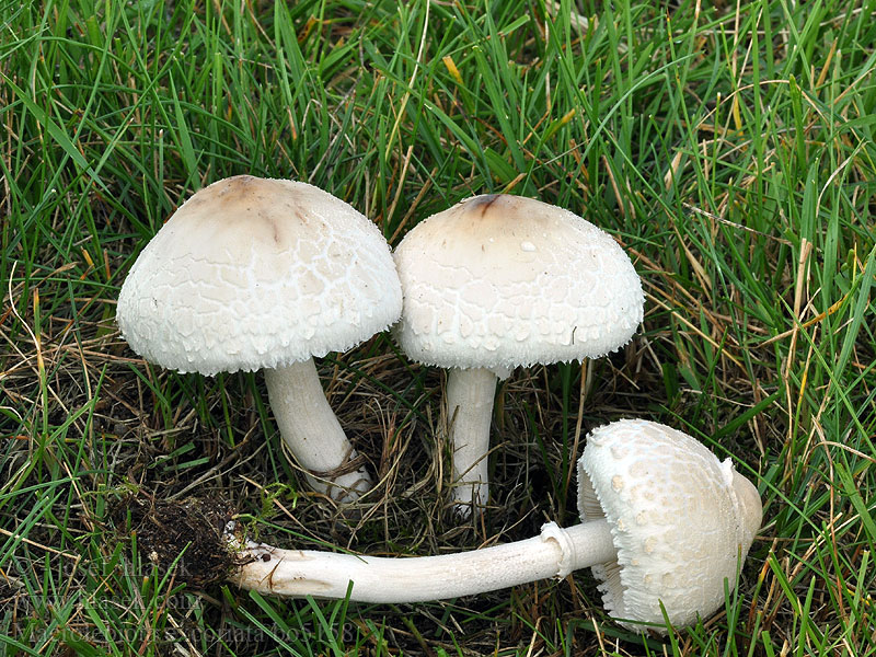 Macrolepiota_excoriata_bo5158