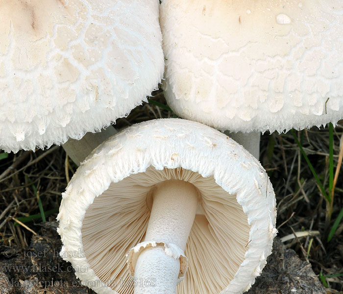 Macrolepiota excoriata Tarhaukonsieni