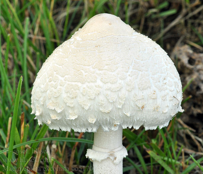 Macrolepiota excoriata Lépiote excoriée