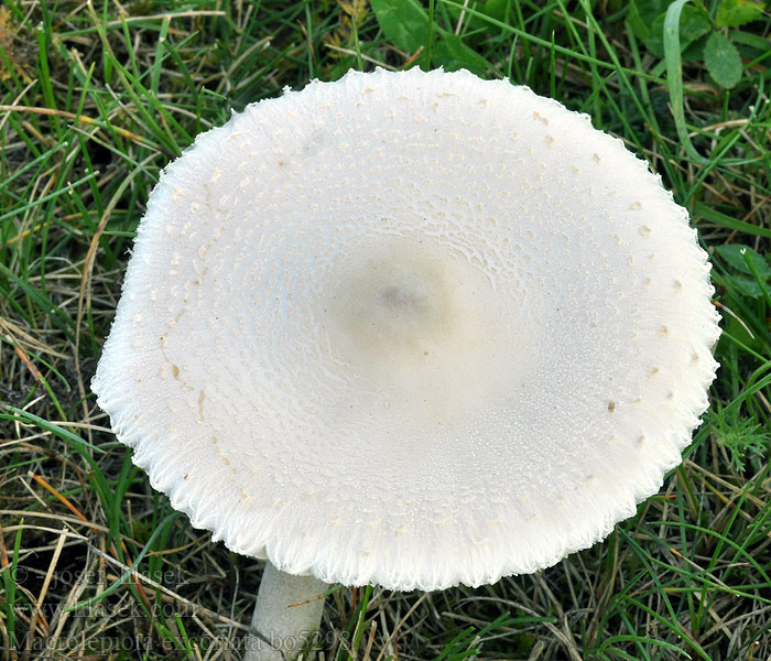 Bedla odřená Macrolepiota excoriata