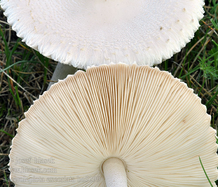 Acker-Riesenschirmpilz Macrolepiota excoriata