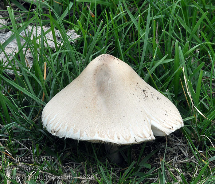 Macrolepiota_excoriata_bs8861