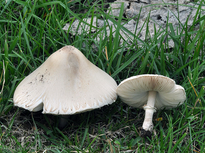 Macrolepiota_excoriata_bs8862