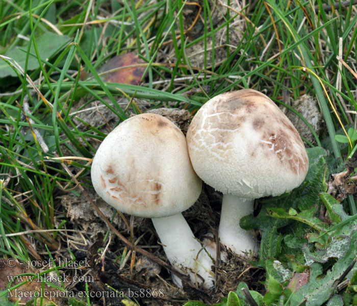 Bedľa čipkovaná Macrolepiota excoriata