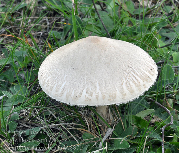 Mark-Kæmpeparasolhat Macrolepiota excoriata