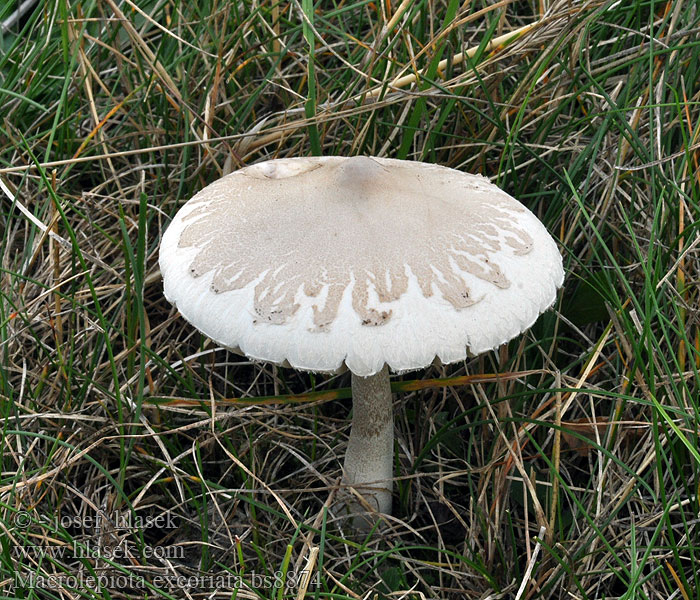 Macrolepiota_excoriata_bs8874