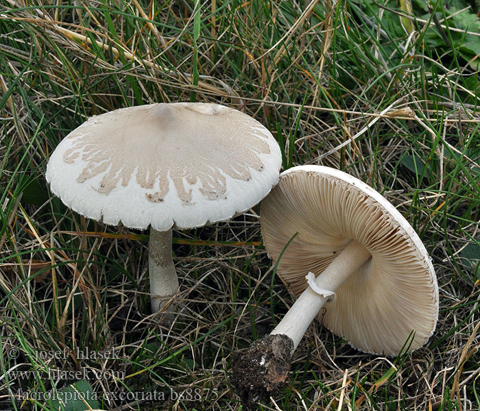 Lépiote excoriée Macrolepiota excoriata