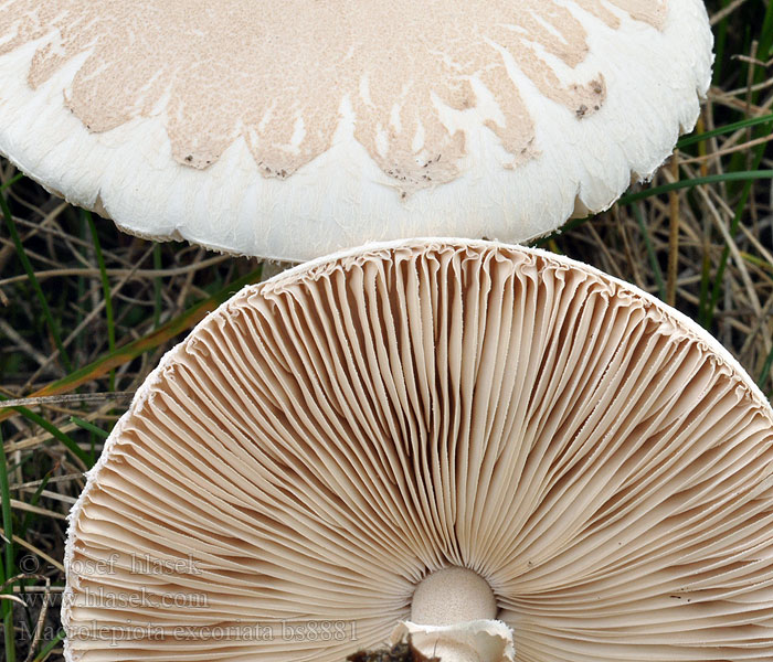 Macrolepiota_excoriata_bs8881