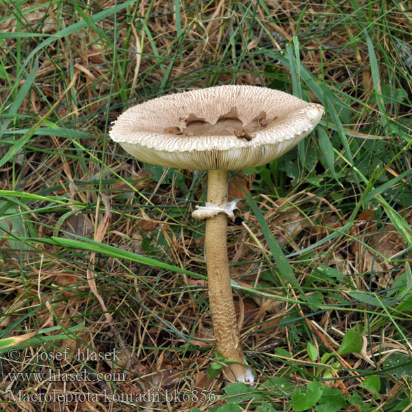 Macrolepiota konradii Lepiota Bedla Konradova Lépiote Konrad Sternschuppiger Riesenschirmling Bedľa Konradova Konrads Kæmpeparasolhat Donkere parasolzwam Barnagyűrűs nagyőzlábgomba Czubajka gwiaździsta Макролепиота Конрада Гриб-зонтик Конрада Konradov dežnik Stjärnfjällskivling