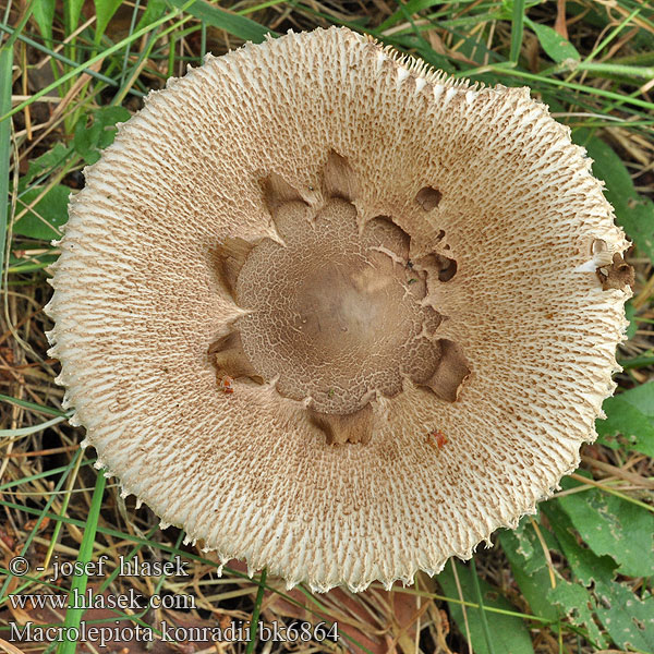 Macrolepiota konradii bk6864