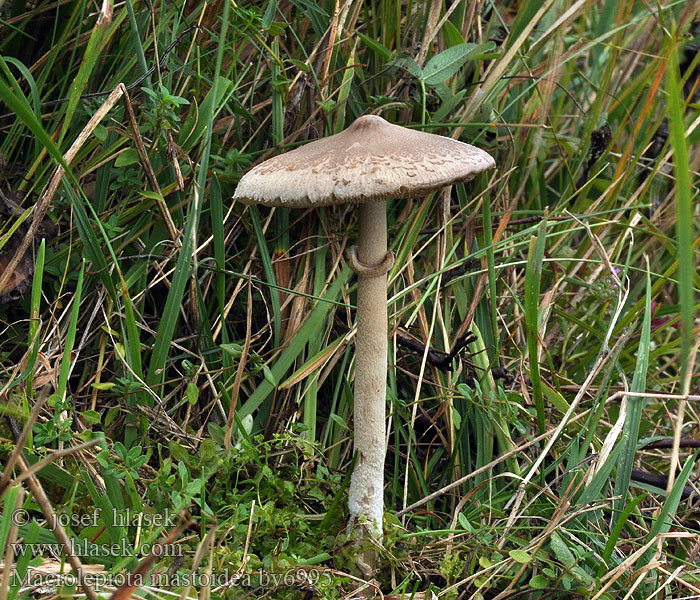 Macrolepiota mastoideaZitzen-RiesenschirmlingTepelparasolzwam