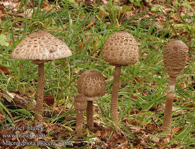 Macrolepiota procera a7064