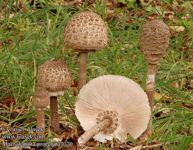 Macrolepiota procera Czubajka kania Bedľa vysoká Bedla vysoká