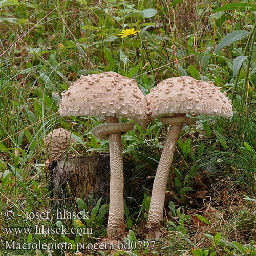 Macrolepiota procera bd0797