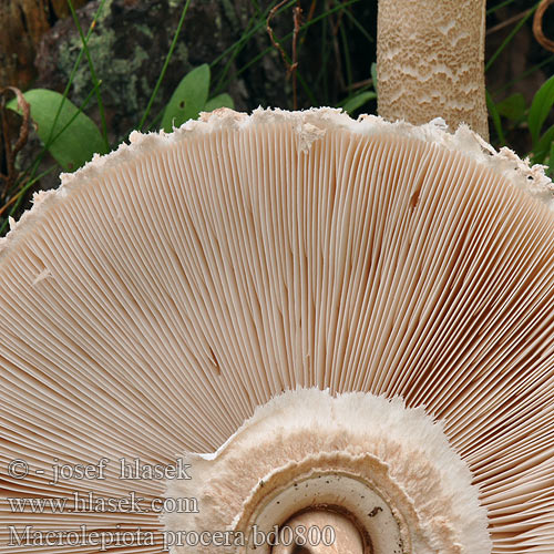 Macrolepiota procera bd0800