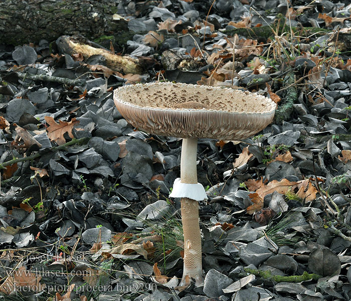 Macrolepiota procera Bedla vysoká