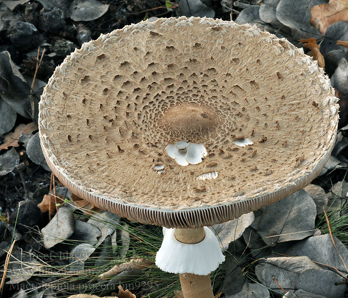 Macrolepiota procera Parasol Stor parasolhat