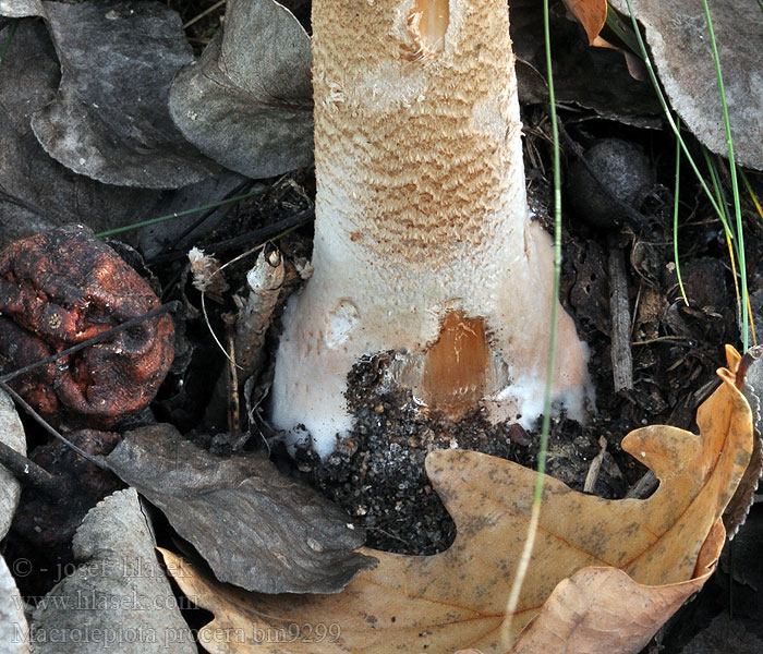 Macrolepiota_procera_bm9299