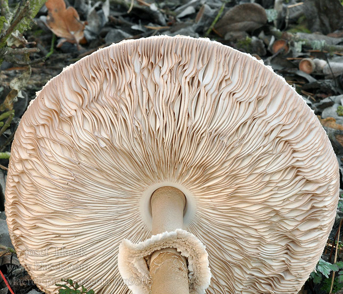 Macrolepiota procera Nagy őzlábgomba Parasolpilz Czubajka kania