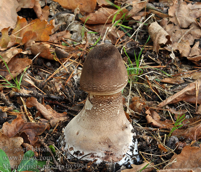 Macrolepiota procera Bedľa vysoká