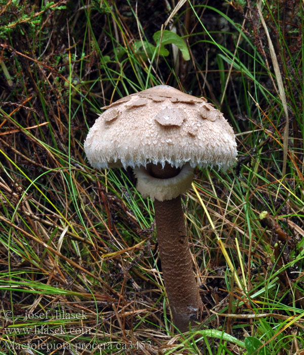 Czubajka kania Macrolepiota procera