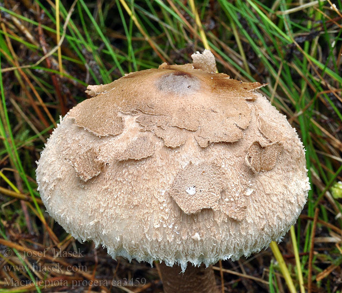 Bedla vysoká Macrolepiota procera