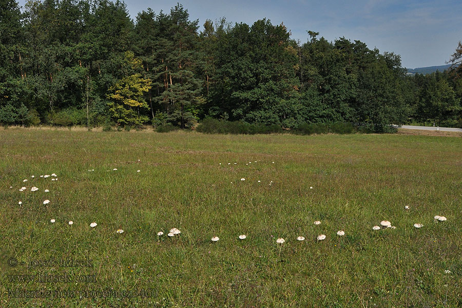 Czubajka kania Macrolepiota procera