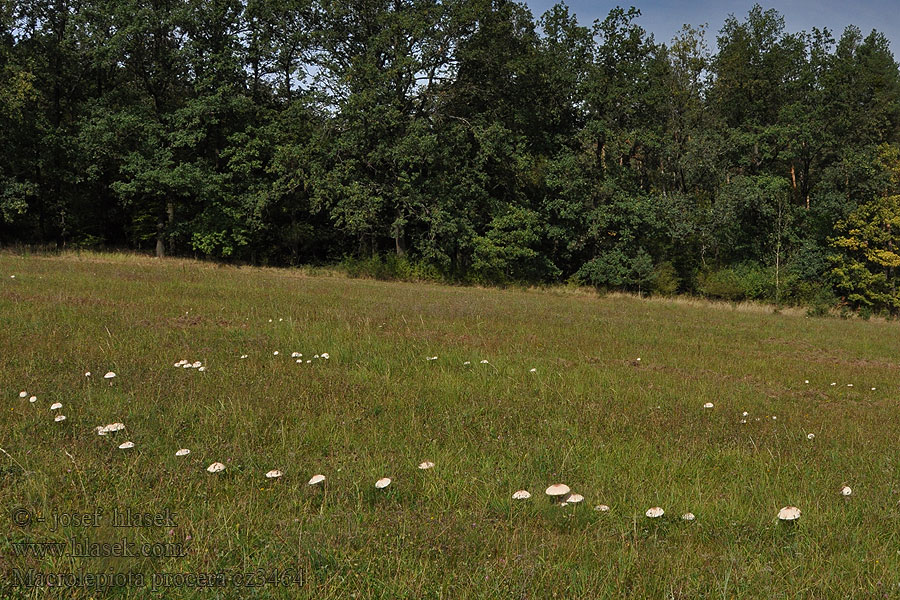 Bedľa vysoká Bedla vysoká Macrolepiota procera