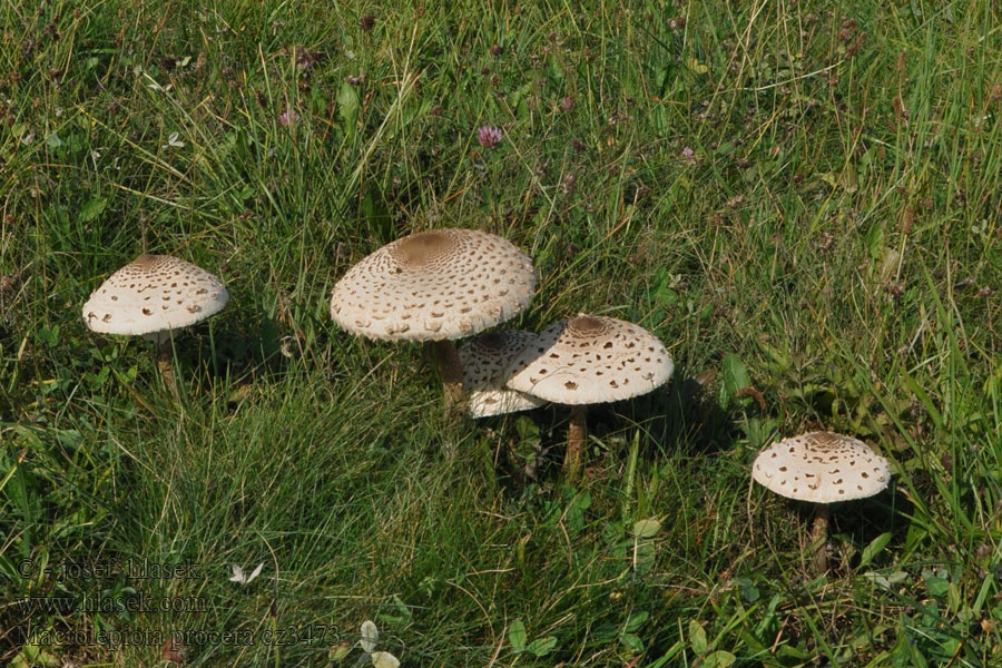 Bedla vysoká Macrolepiota procera