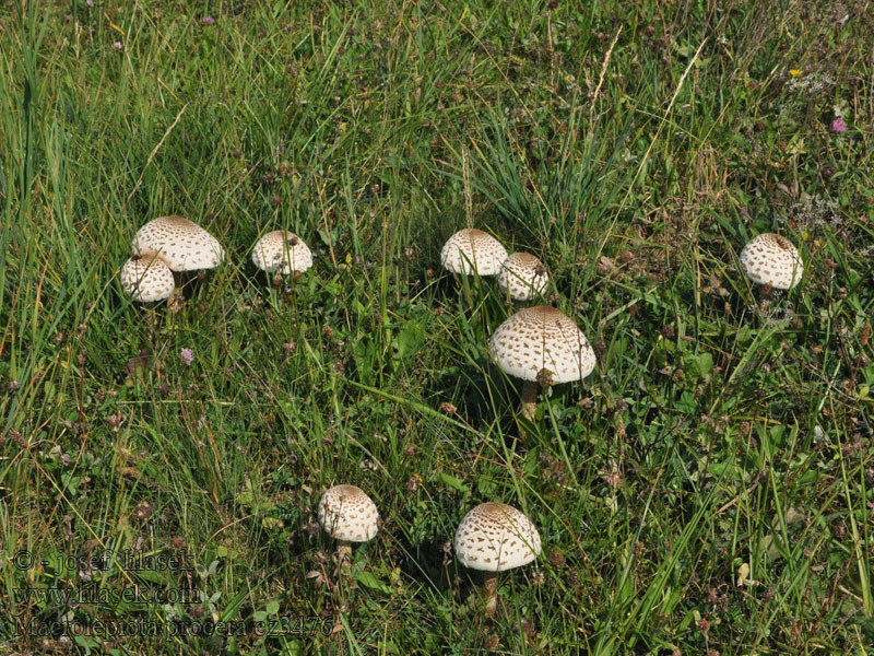 Macrolepiota procera