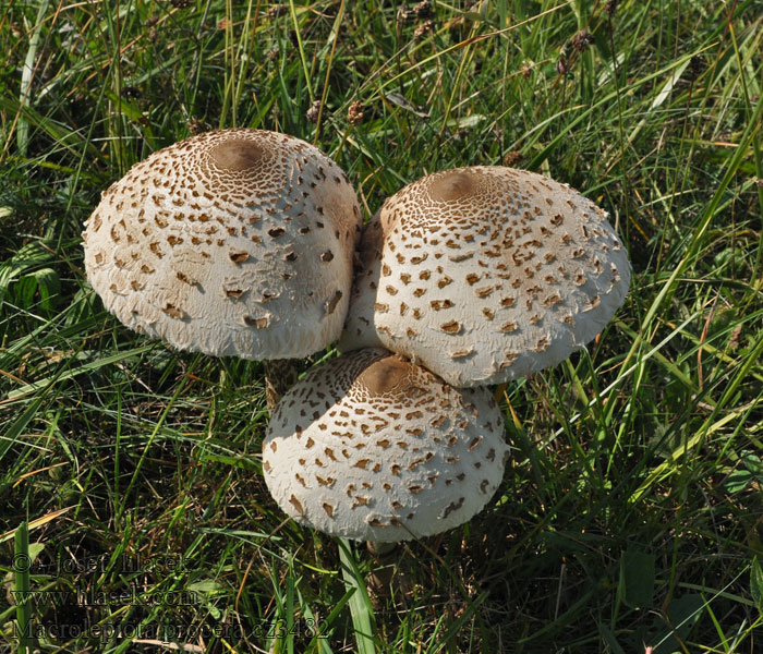 Macrolepiota procera