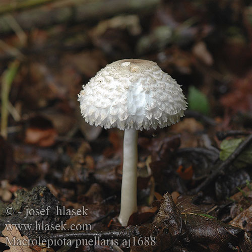 Macrolepiota puellaris nympharum Bedla dívčí Jungfern-Schirmling