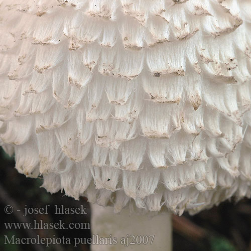 Macrolepiota puellaris Lépiote juvénile puella jeune