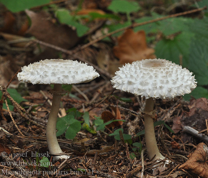 Macrolepiota_puellaris_bm5721